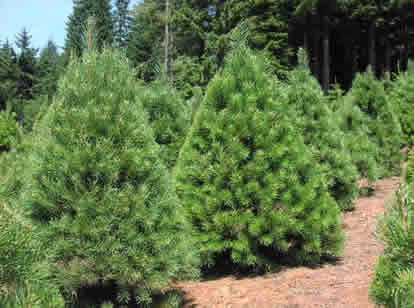 Scotch Pine