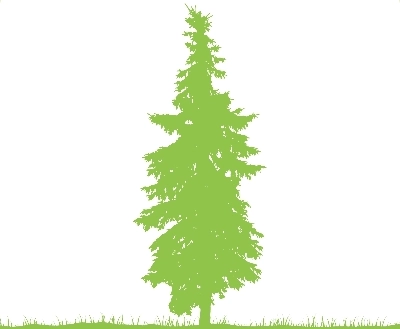 Fraser Fir