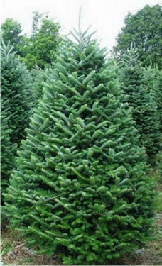 Fraser Fir